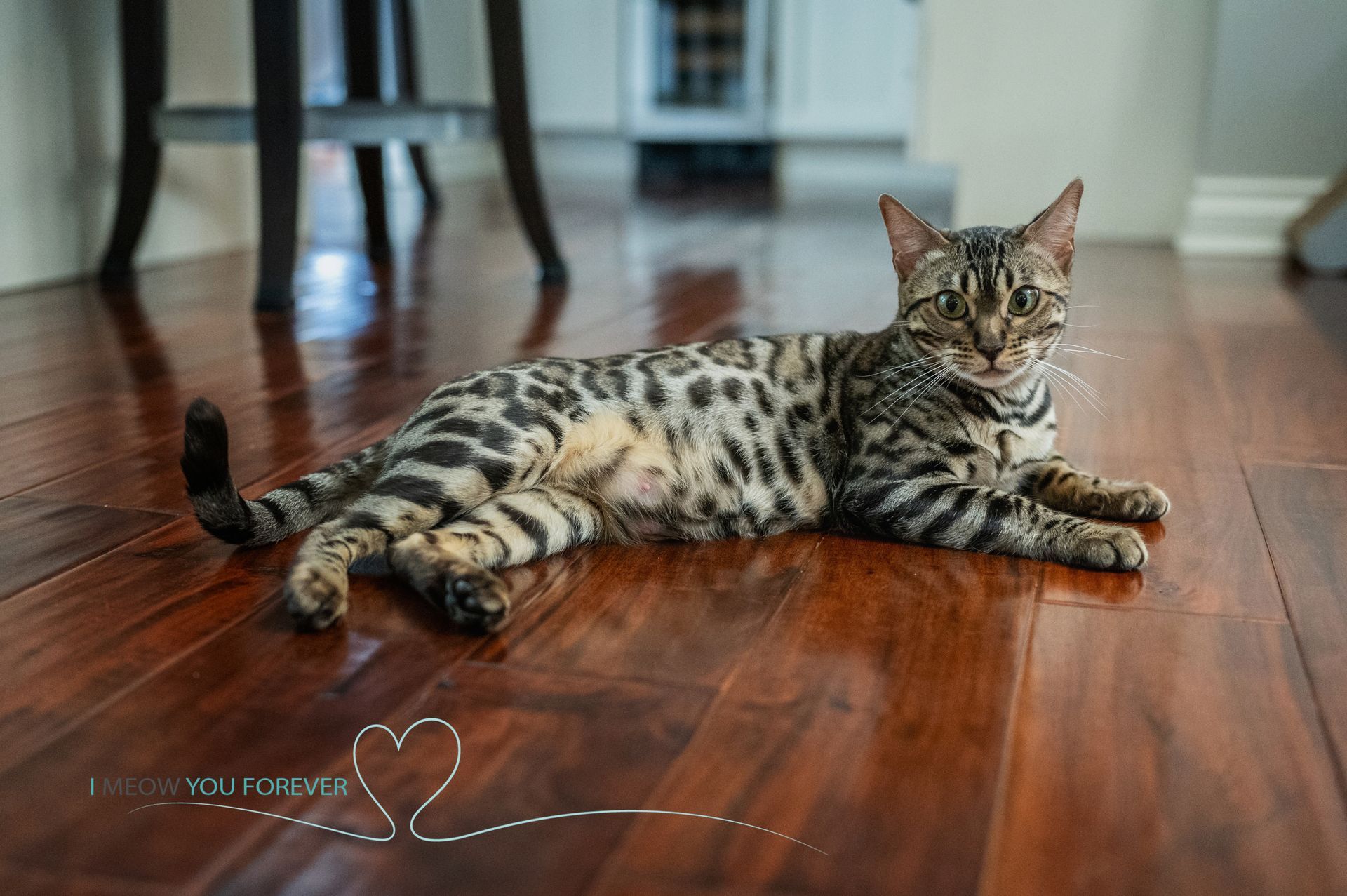 Starbright Ayla is laying on a wooden floor.