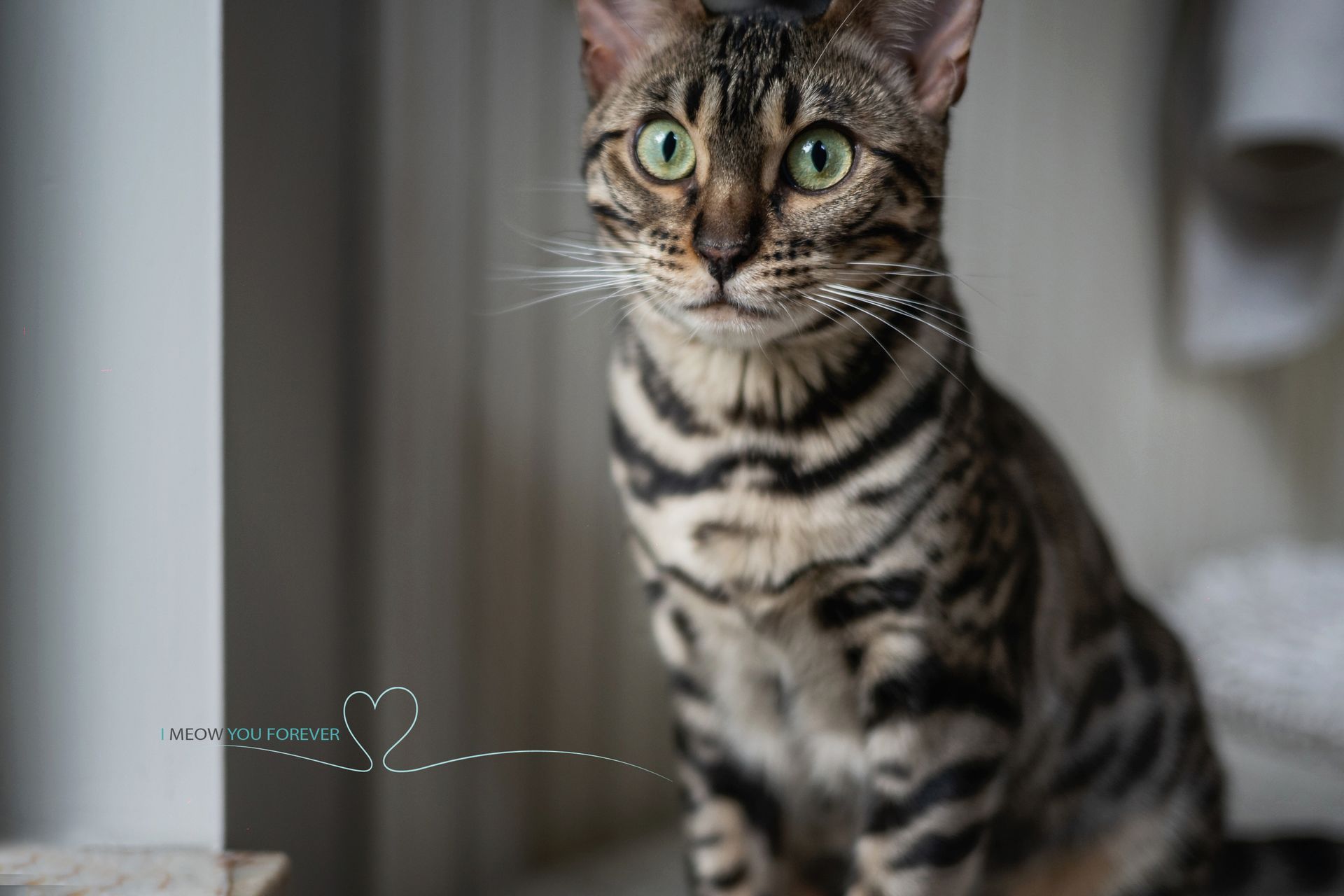 A bengal cat is sitting in front of a window and looking at the camera.