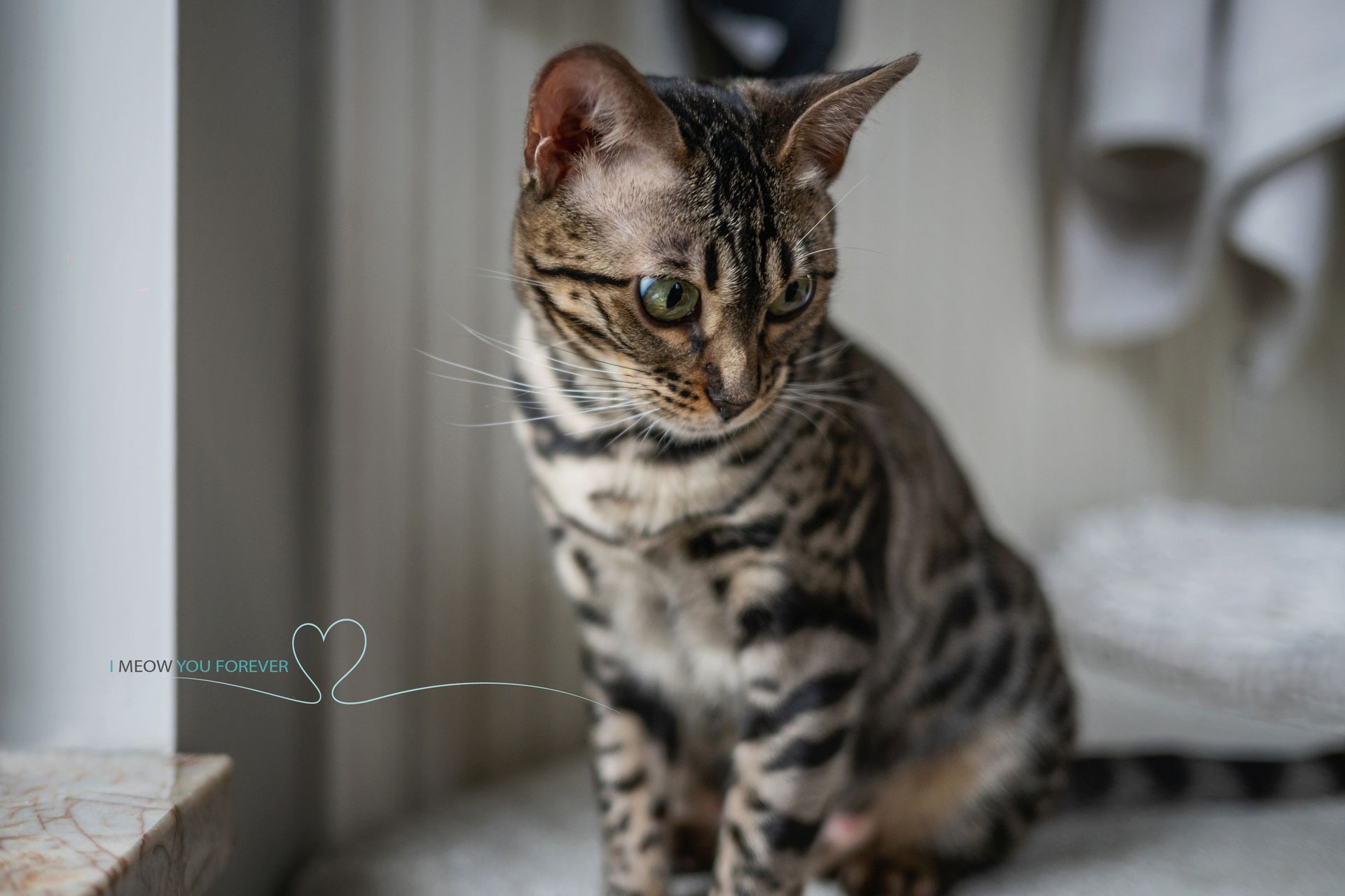 A bengal cat is sitting on a window sill and looking at the camera.