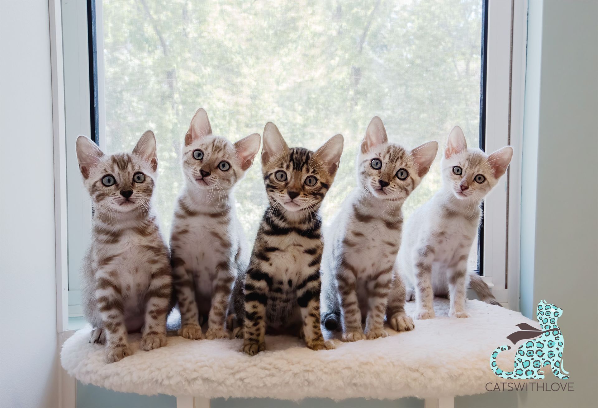 A group of kittens are sitting next to each other on a window sill.