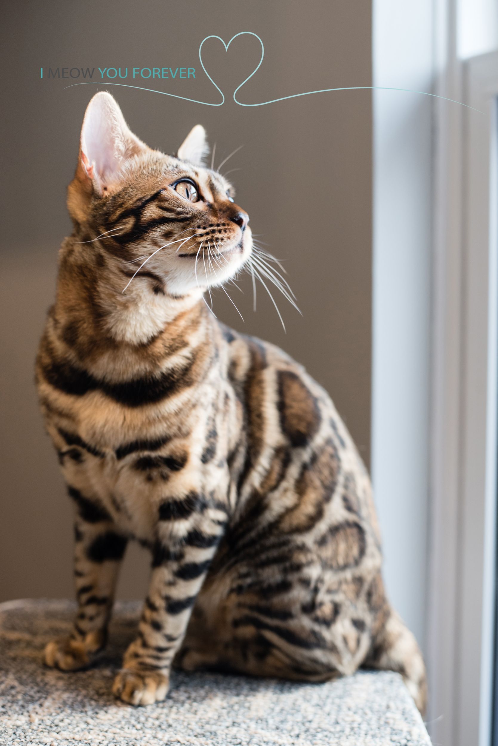 A bengal cat is sitting on a cat tree looking out a window.