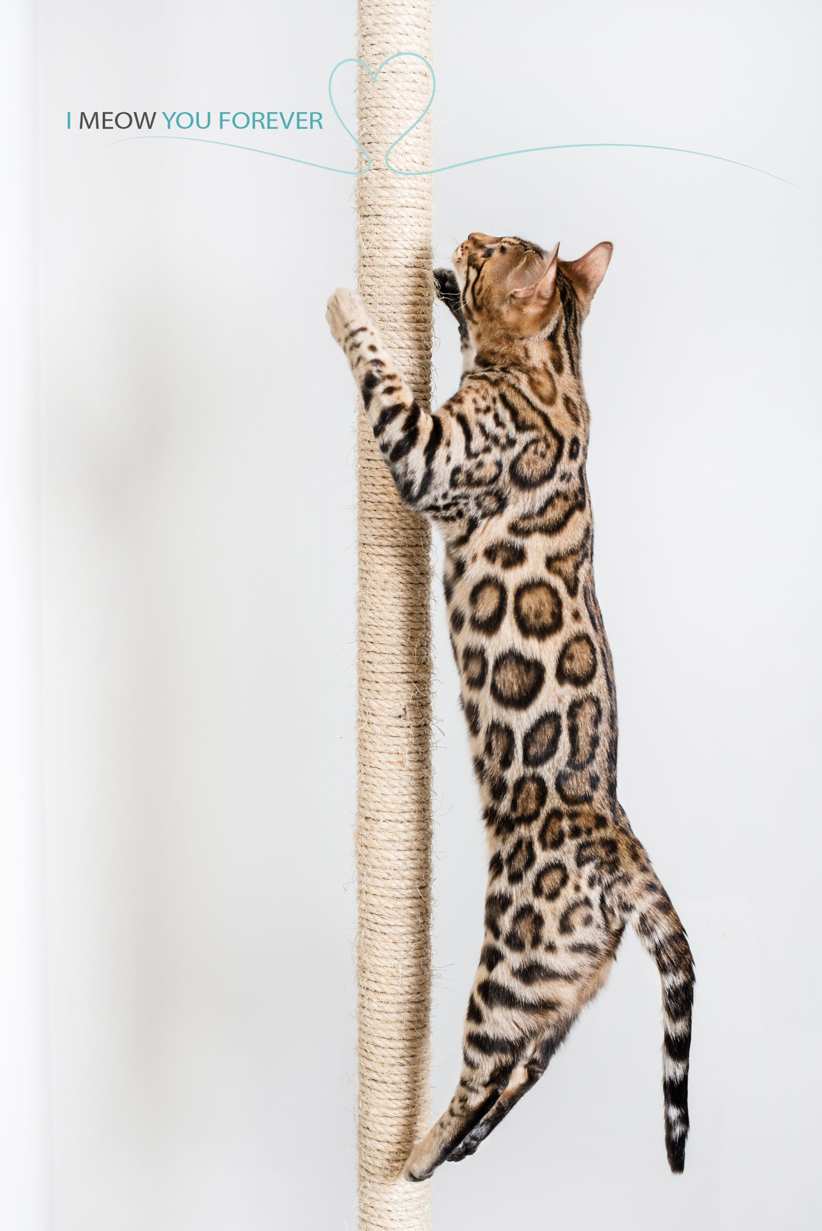 A leopard print cat is climbing up a scratching post.