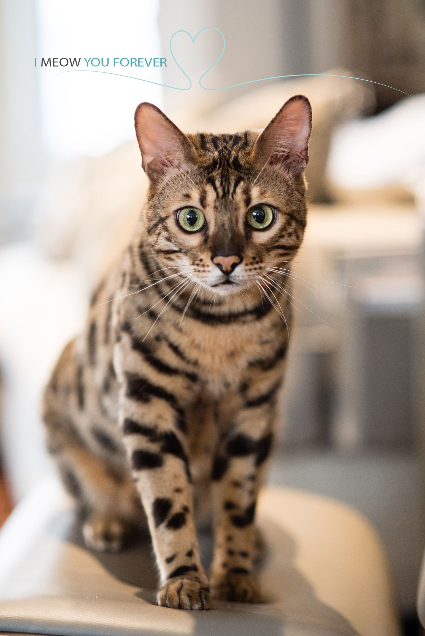 A bengal cat is sitting on a chair and looking at the camera.