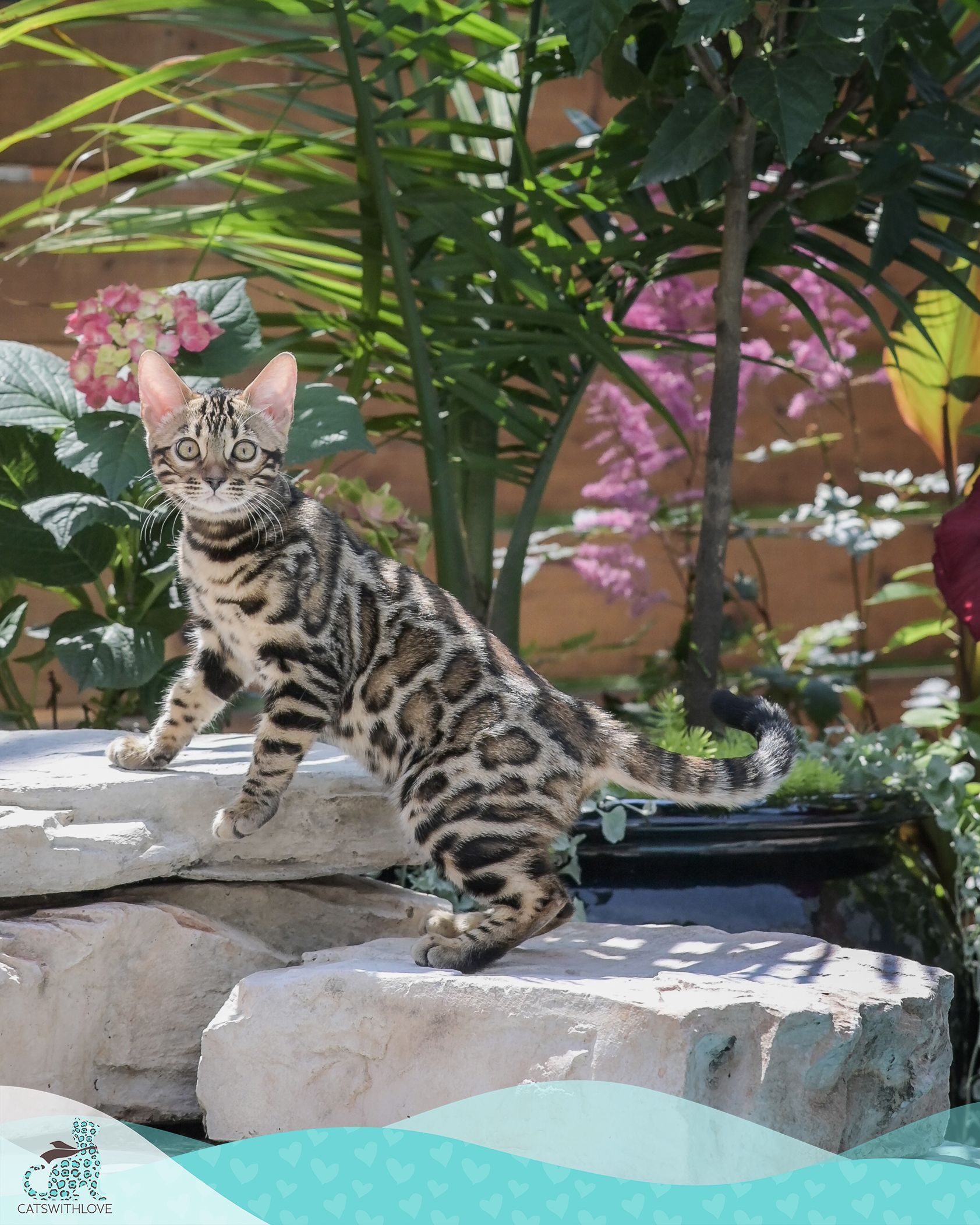 A leopard print kitten is standing on a rock in a garden.