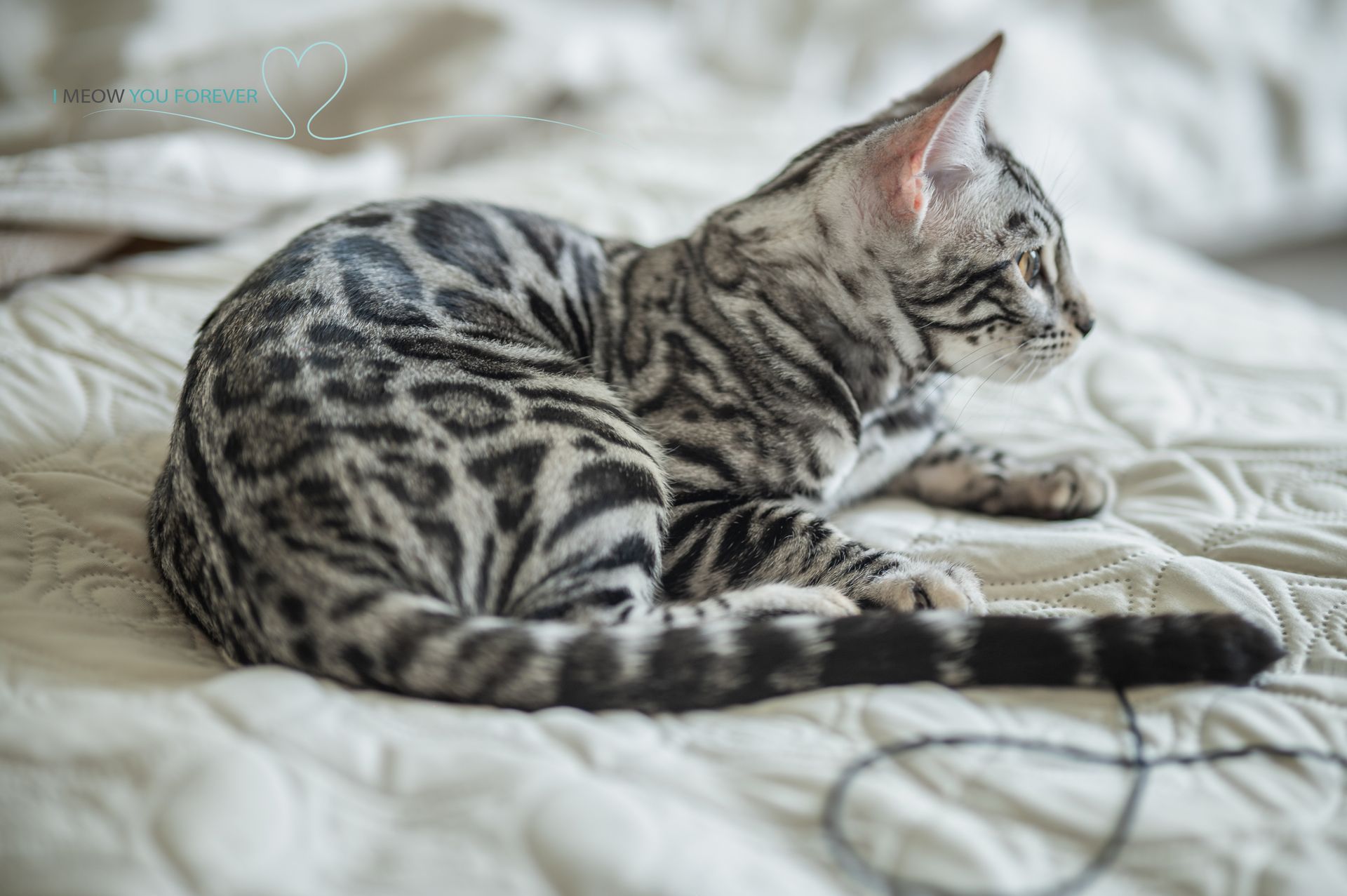 A black and white bengal cat is laying on a bed.