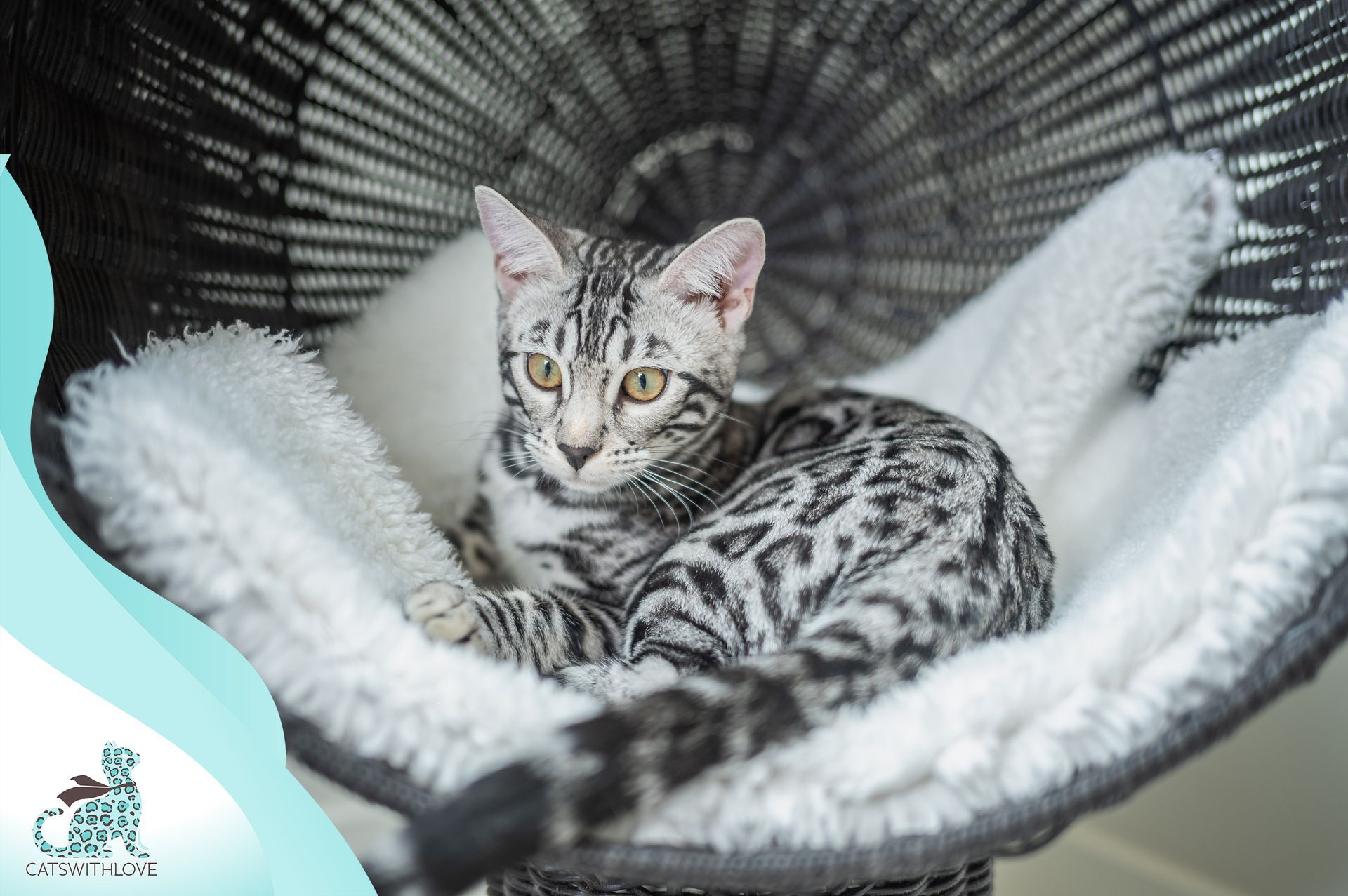 Silver Mist (Danika), a stunning Bengal beauty sitting in a hammock.