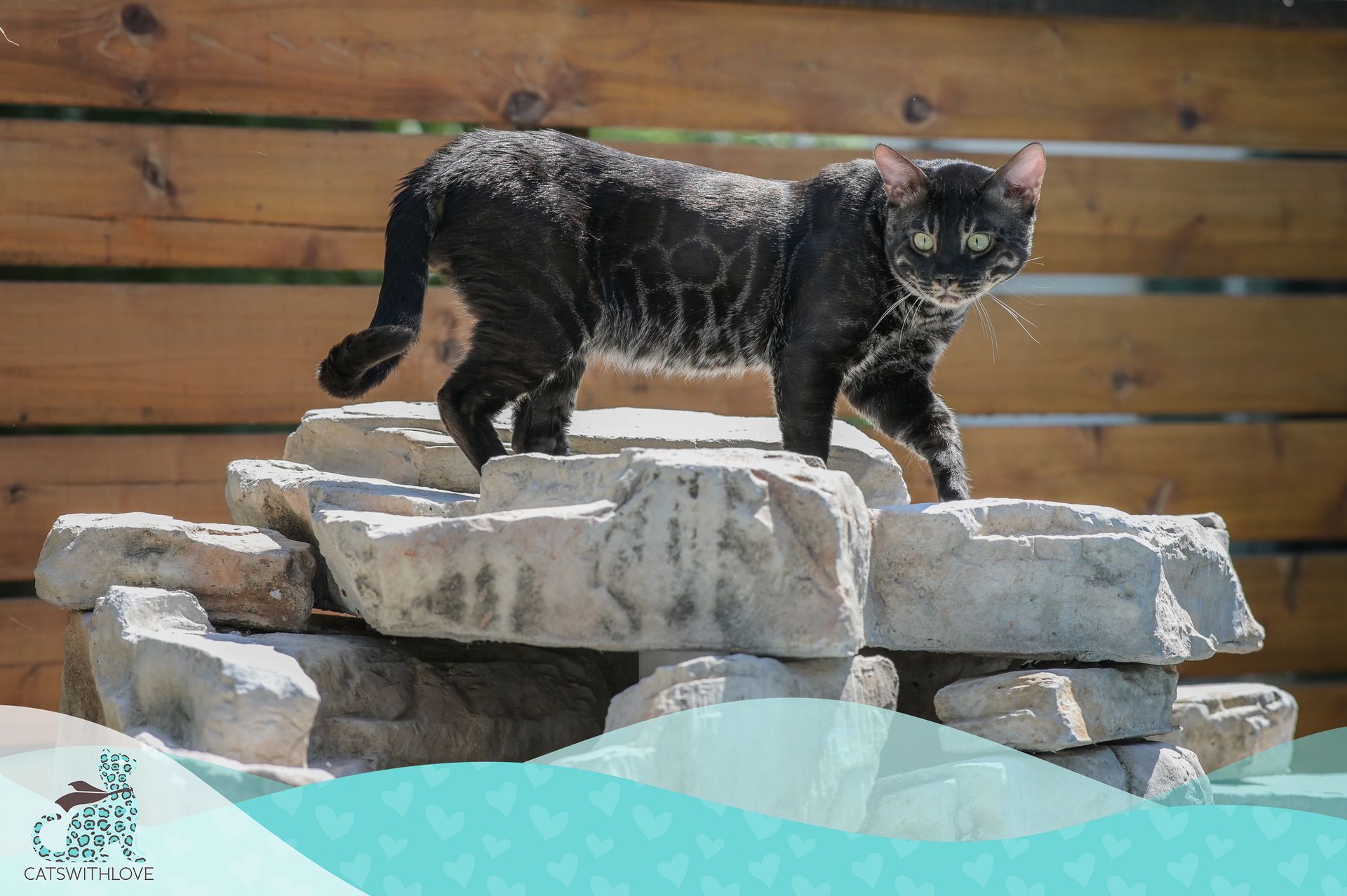 A black cat is standing on top of a pile of rocks.