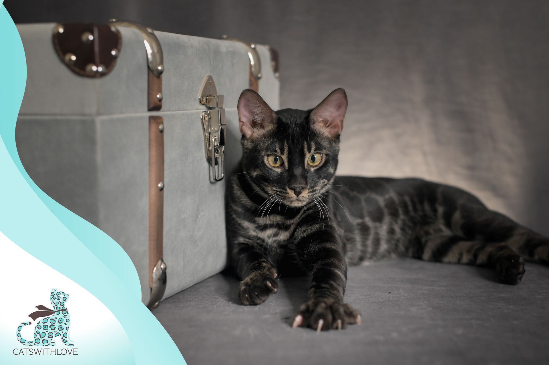 A black cat is laying next to a trunk.