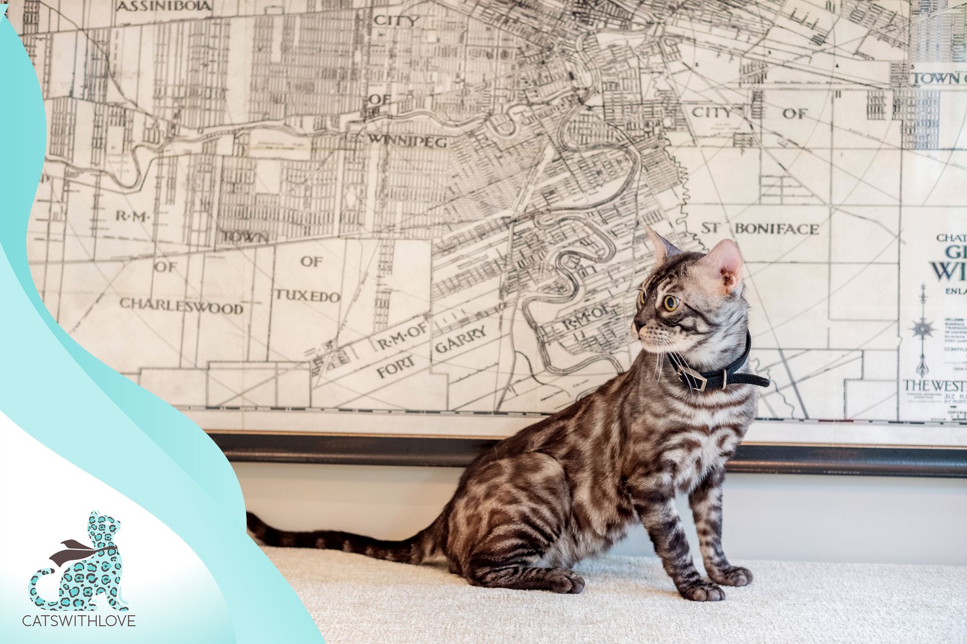 A kitten is sitting in front of a map on a wall.