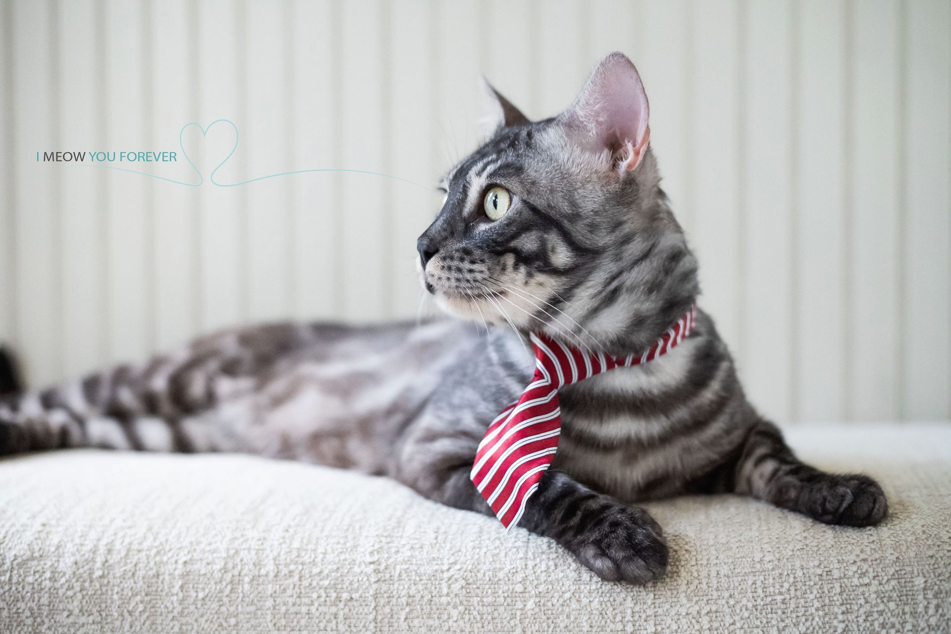 Our Elisey wearing a red and white striped tie is laying on a bed.