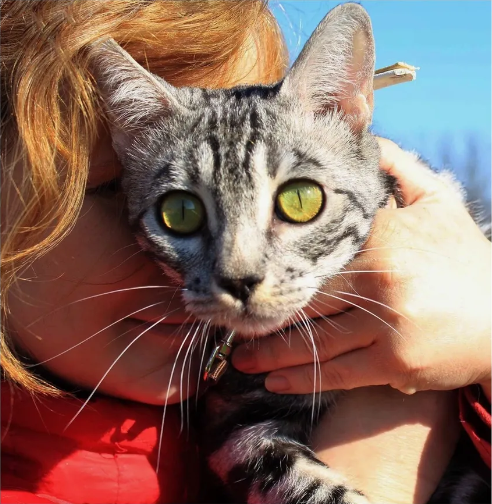 A woman is holding a cat with green eyes