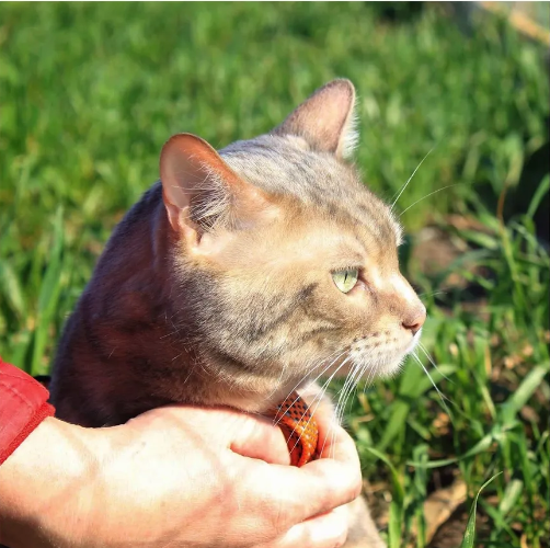 A person is holding a cat in their hands in the grass.