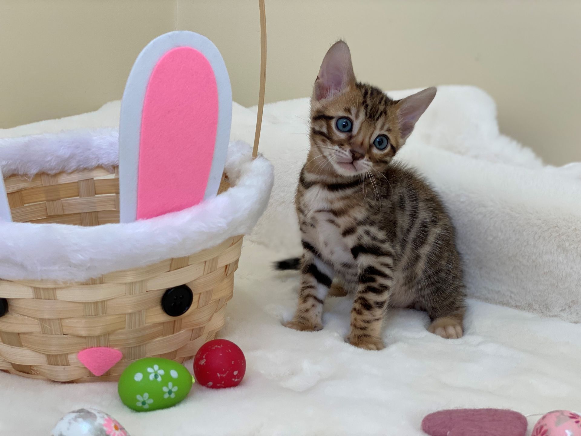 A kitten is sitting next to an easter basket on a bed.