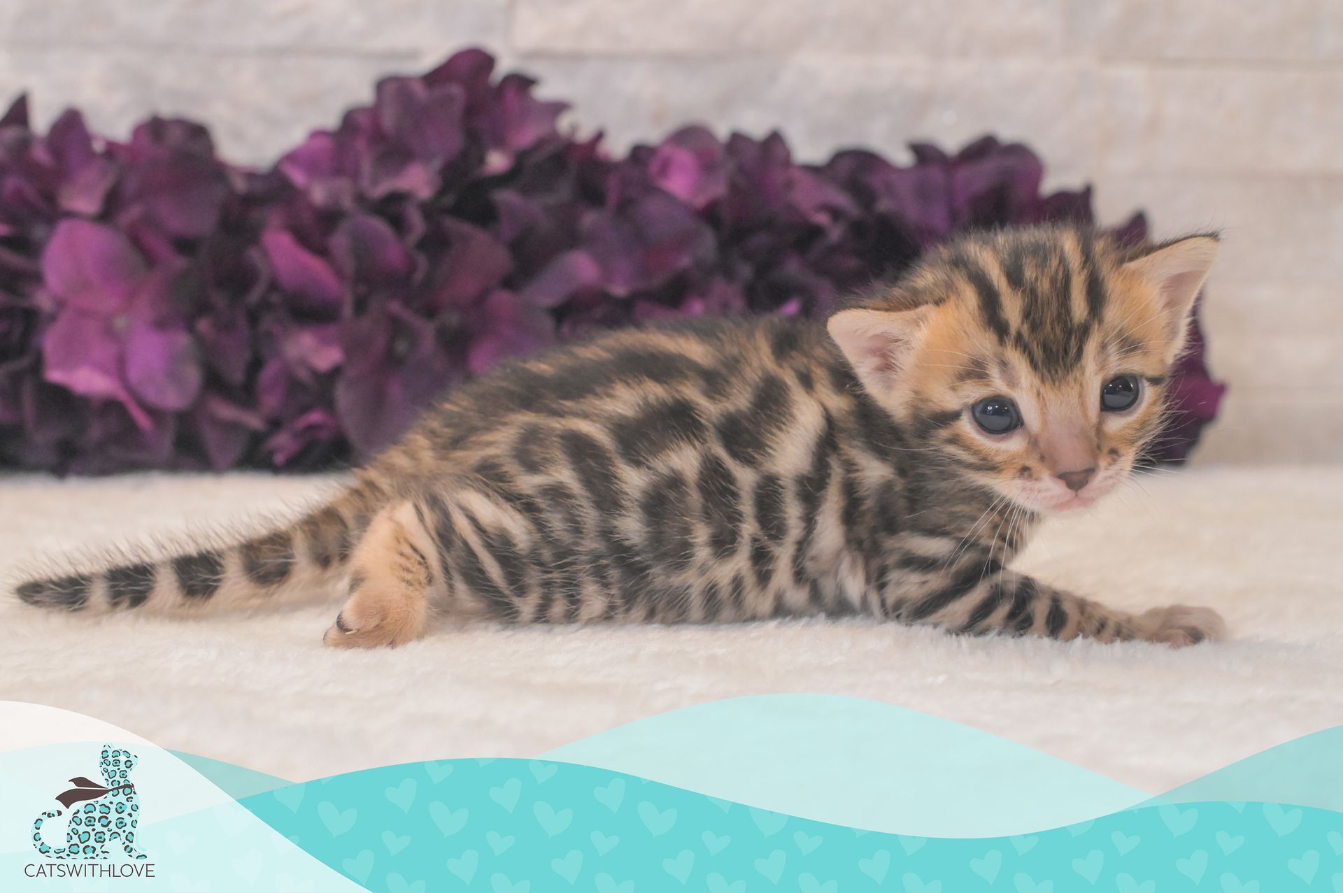 A kitten is laying on a blanket in front of purple flowers.