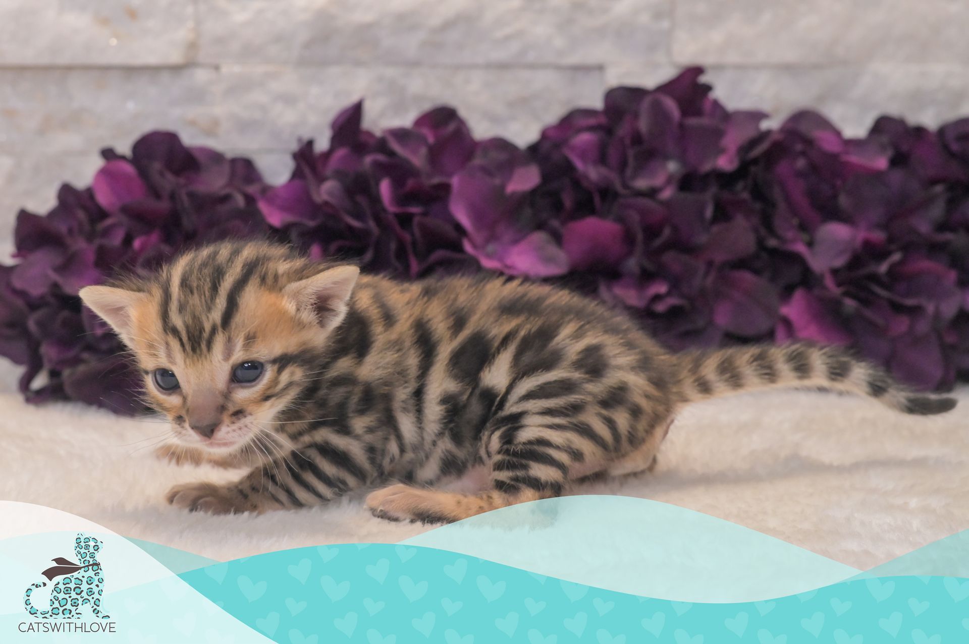 A kitten is laying on a blanket next to purple flowers.