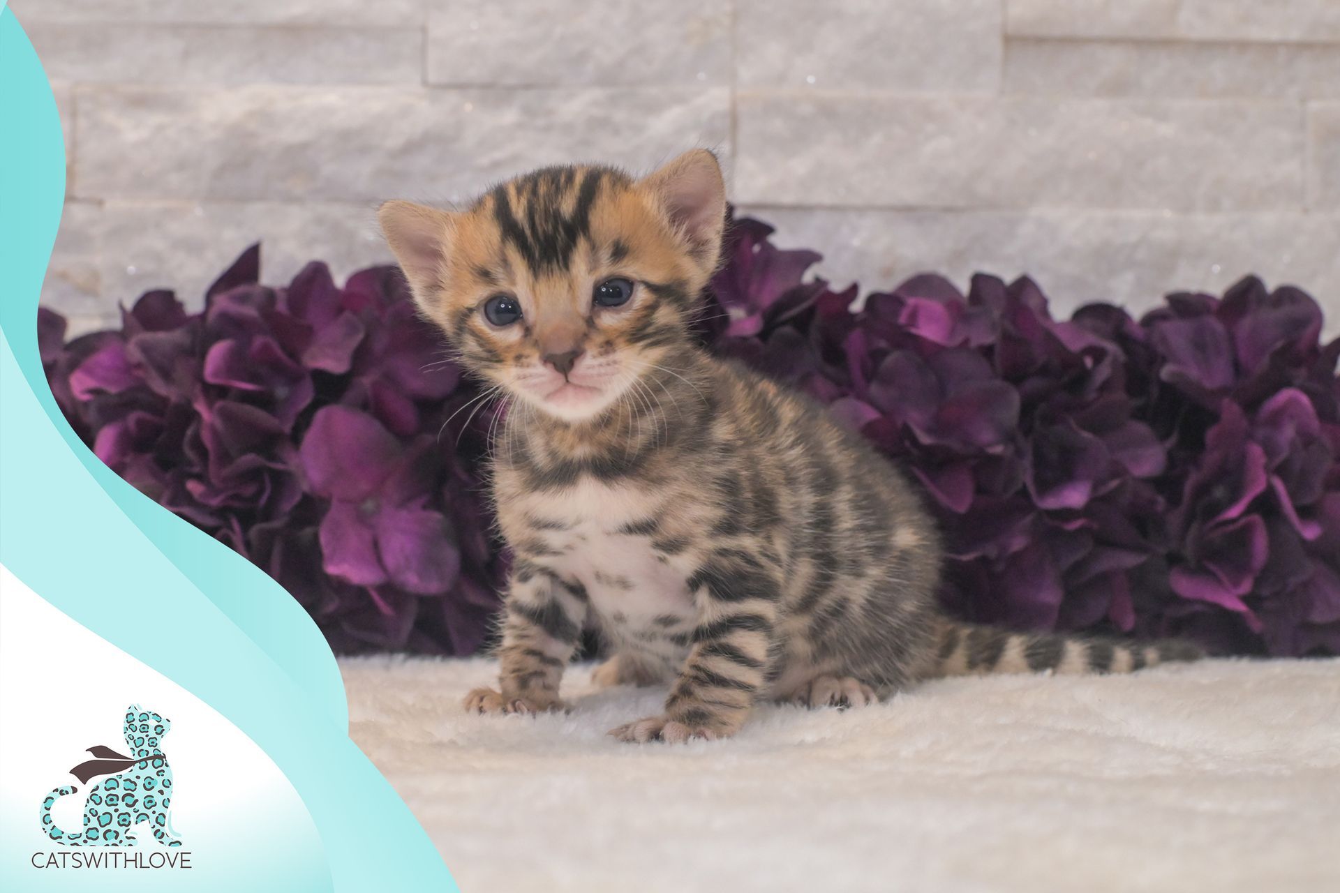 A small kitten is sitting in front of purple flowers.