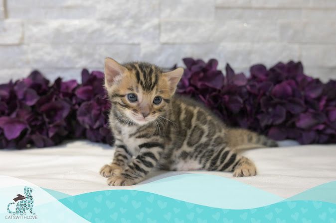 A kitten is sitting on a table in front of purple flowers.