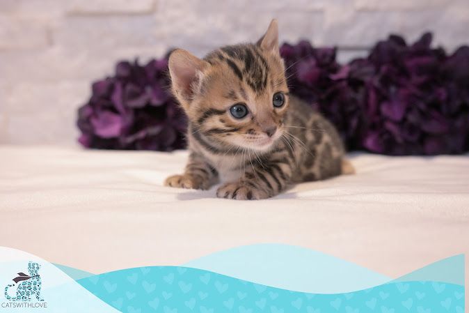 A small kitten is sitting on a bed in front of purple flowers.