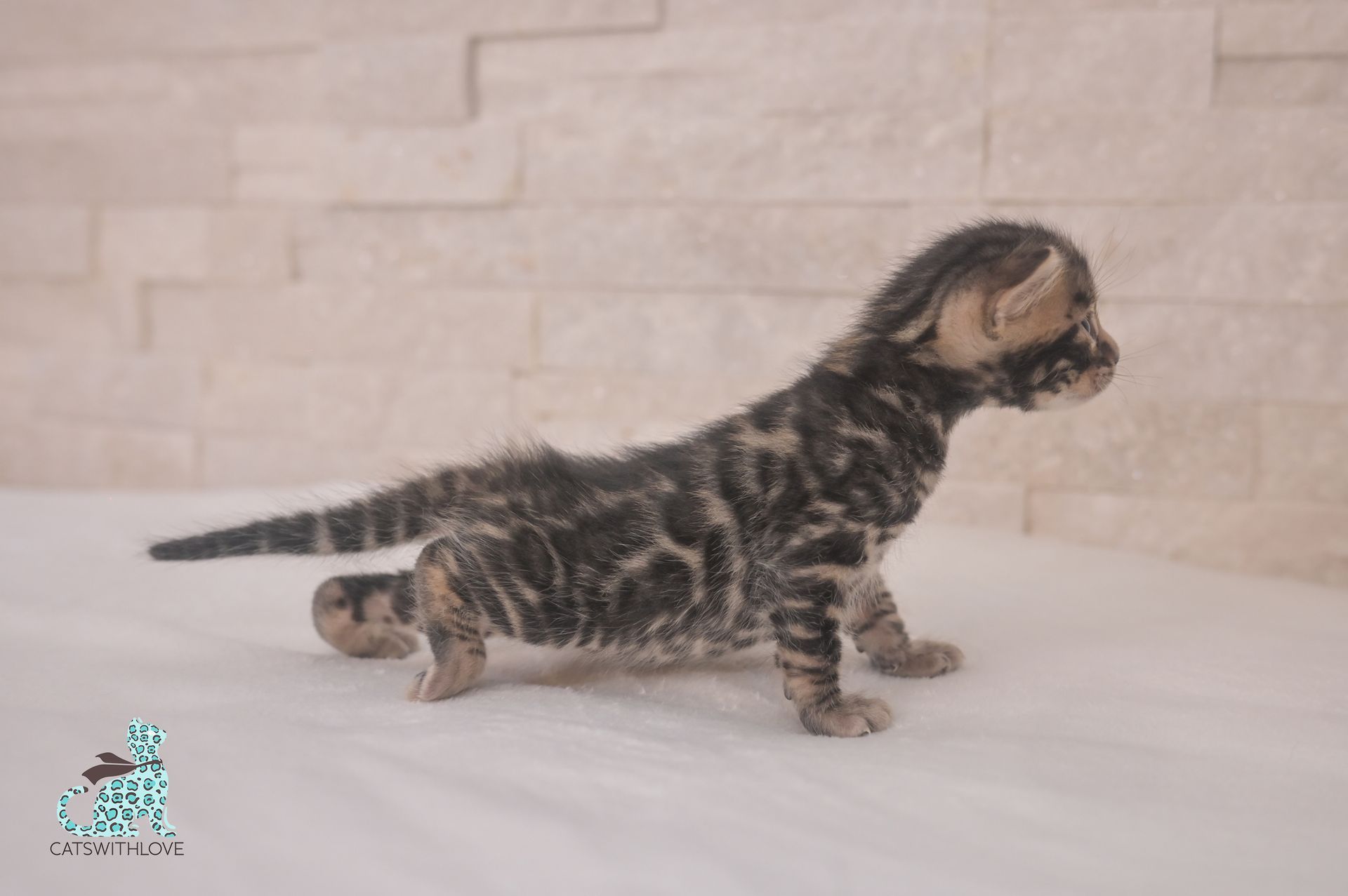 A kitten is standing on its hind legs on a white surface.