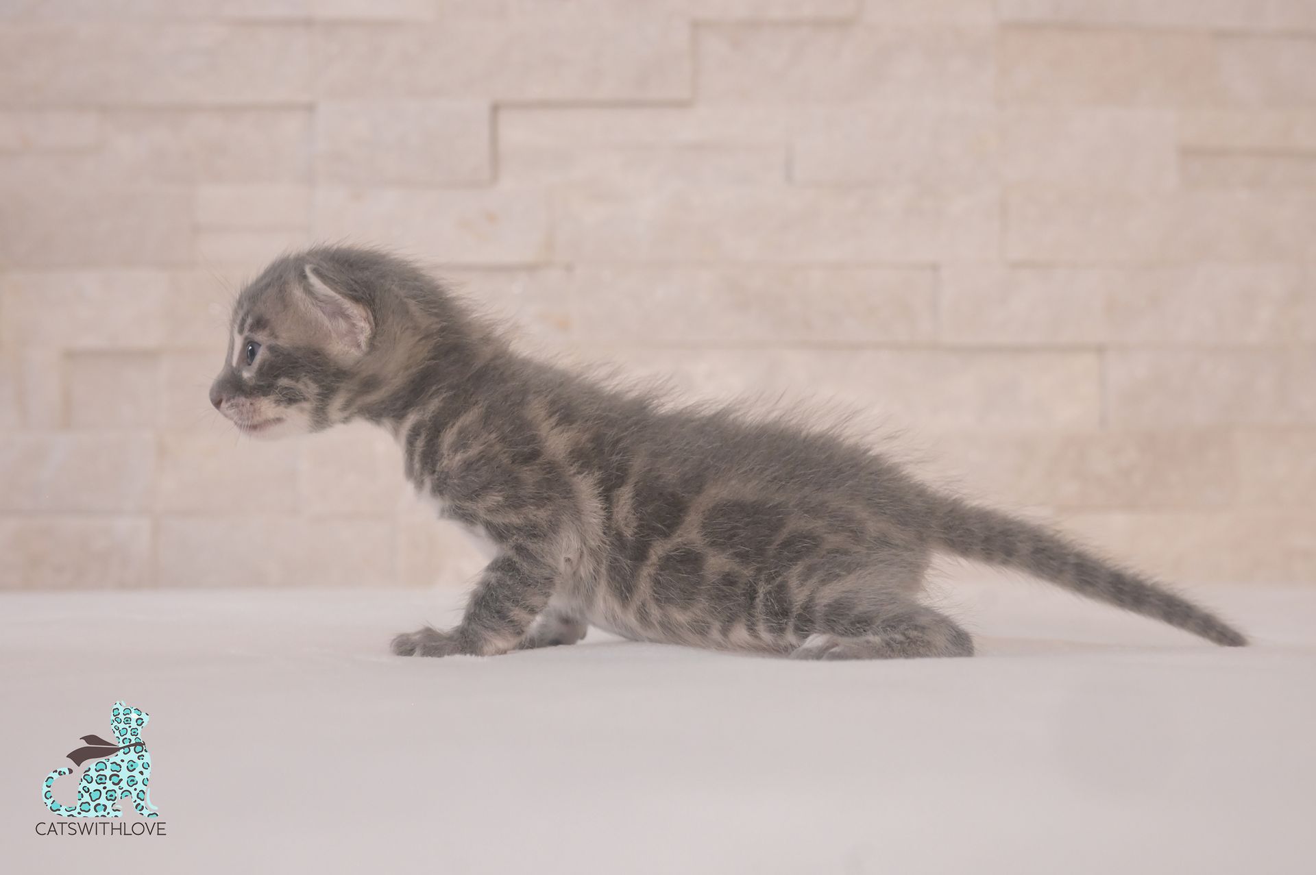 A small kitten is standing on a white surface in front of a brick wall.