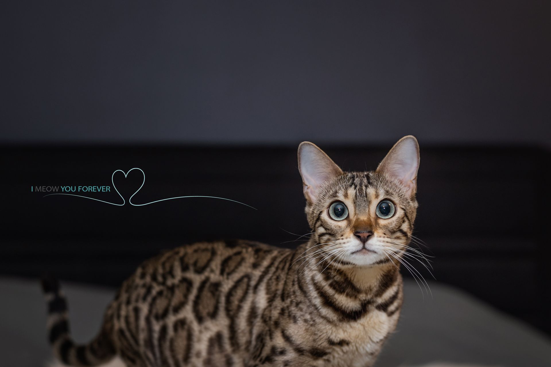 Dutch Delight Maple is sitting on a bed and looking at the camera.