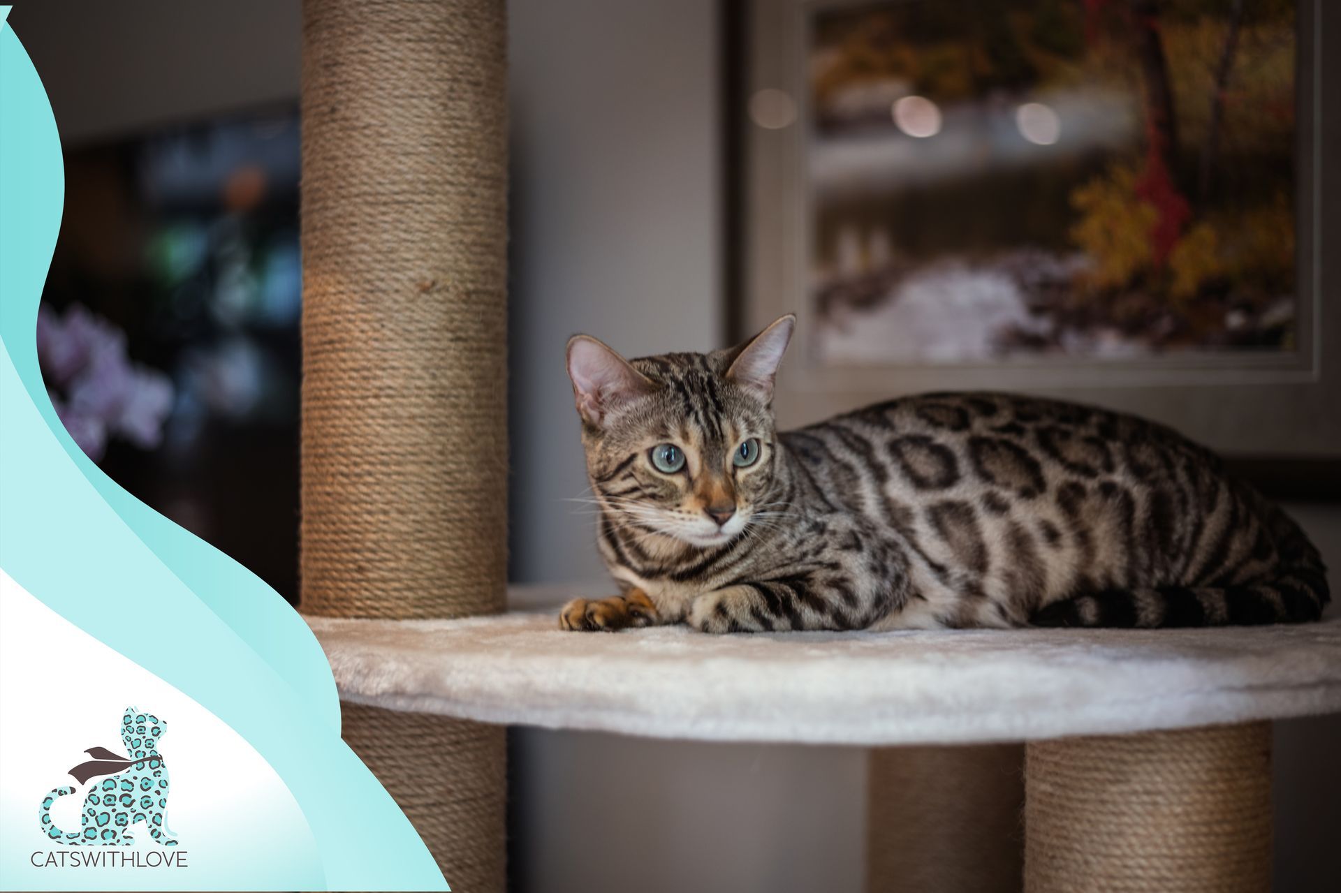 Dutch Delight Maple is laying on top of a cat tree.