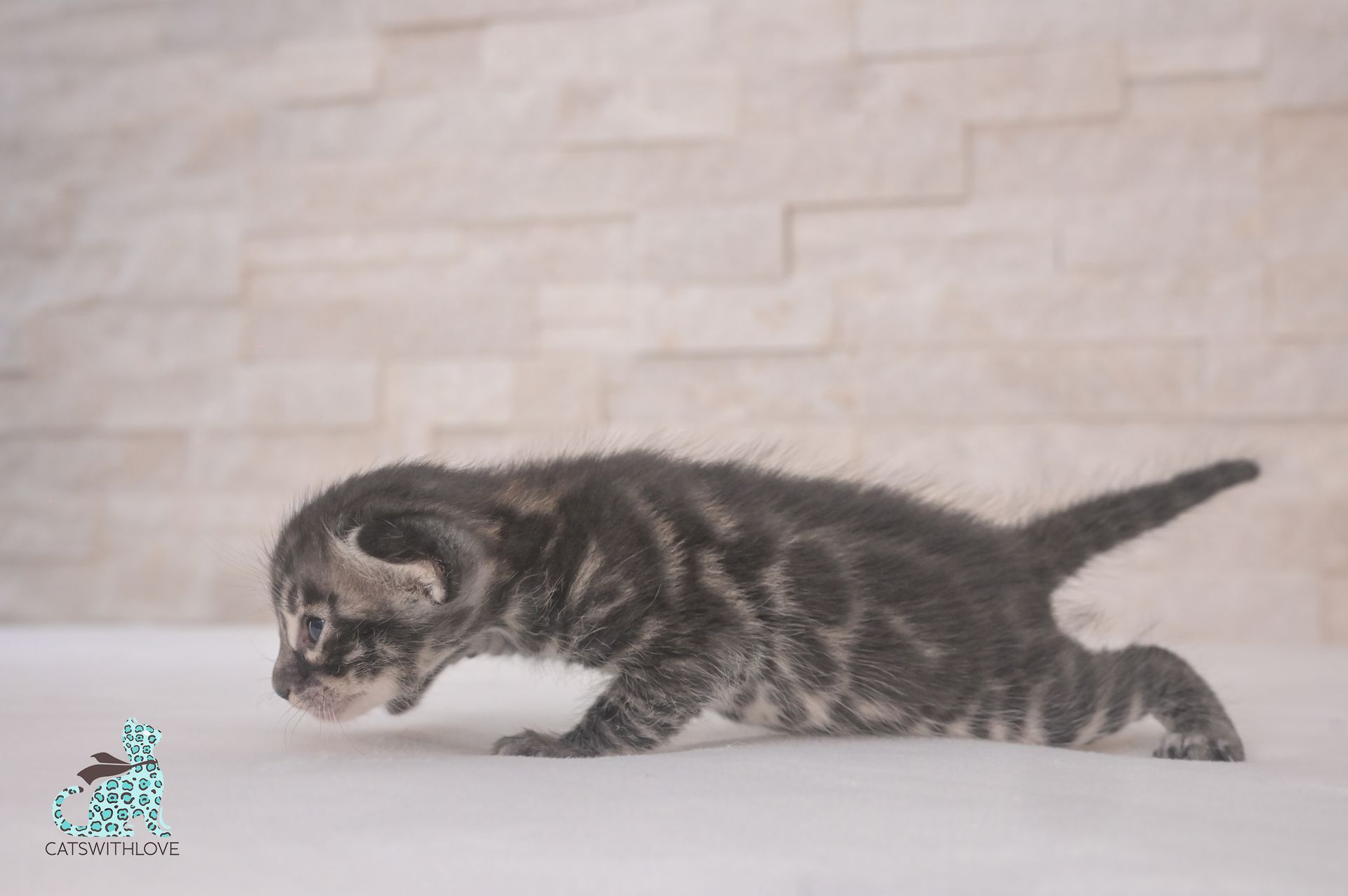 A small kitten is walking on a white surface.