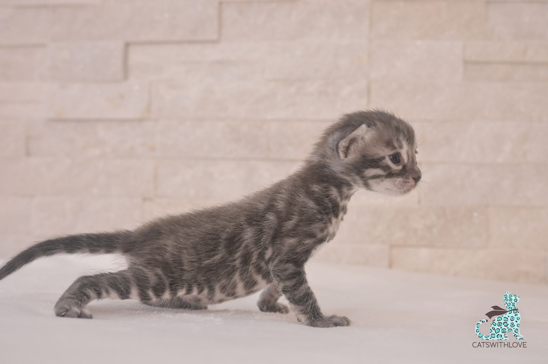 A small kitten is walking on a white surface.