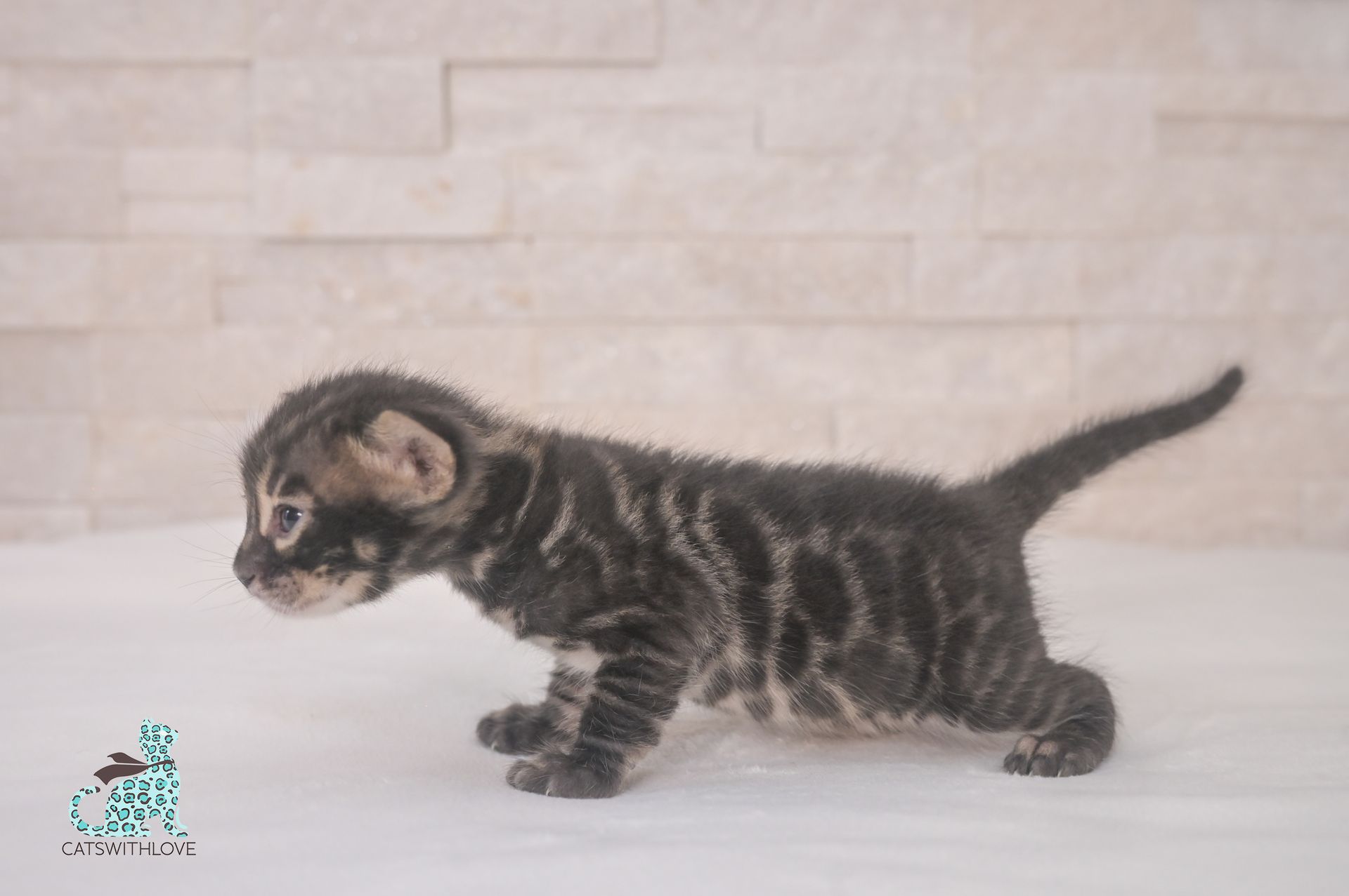 A kitten is standing on a white surface in front of a brick wall.