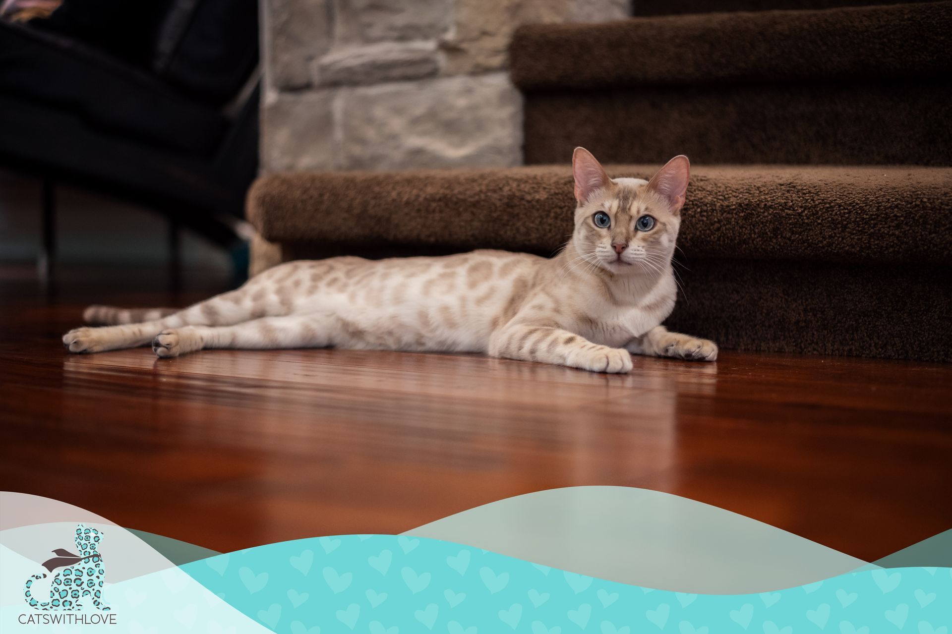 A white cat is laying on a wooden floor next to stairs.