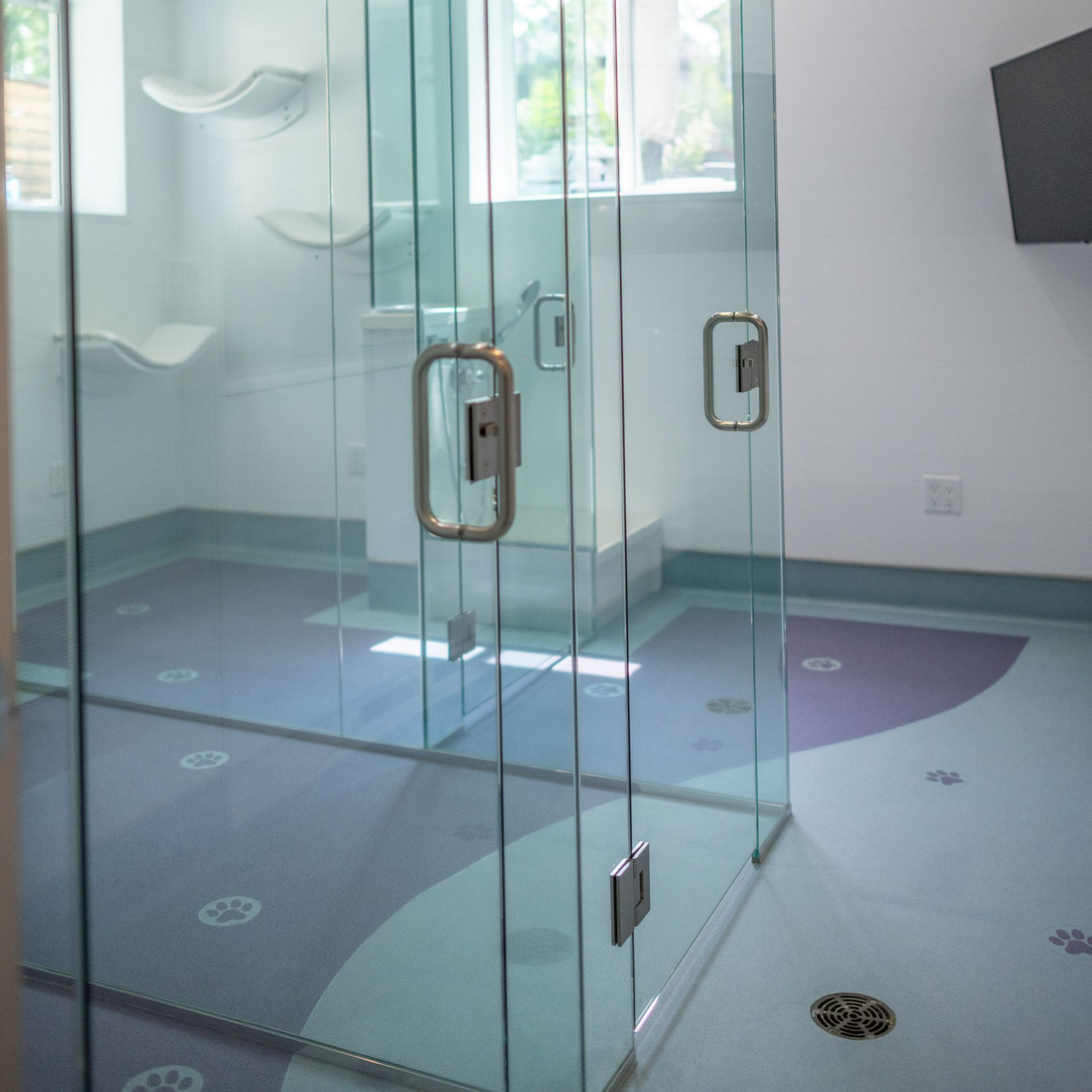 Glass-walled cat room with cat shelves, patterned flooring, and a window.