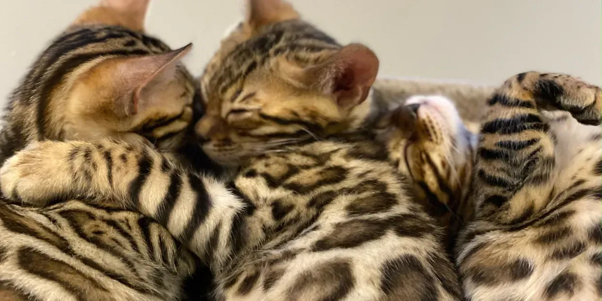 Two bengal kittens are sleeping next to each other on a bed.
