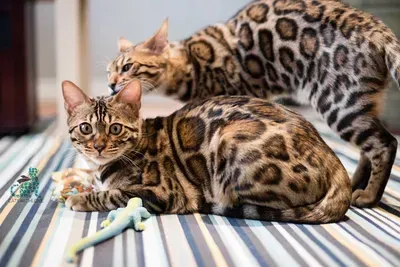 Two bengal cats are laying on a striped bed.