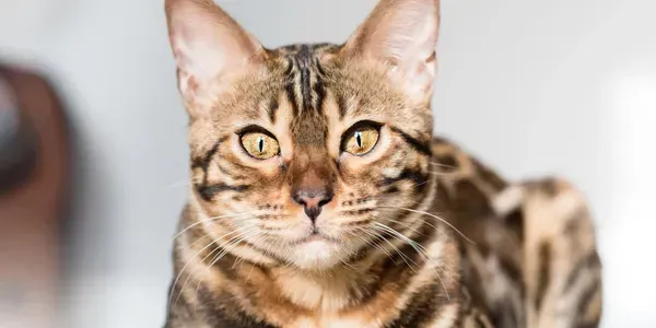 A close up of a bengal cat looking at the camera.