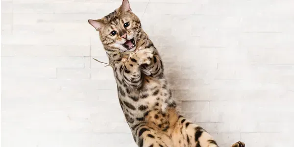 A bengal cat is standing on its hind legs on a white floor.