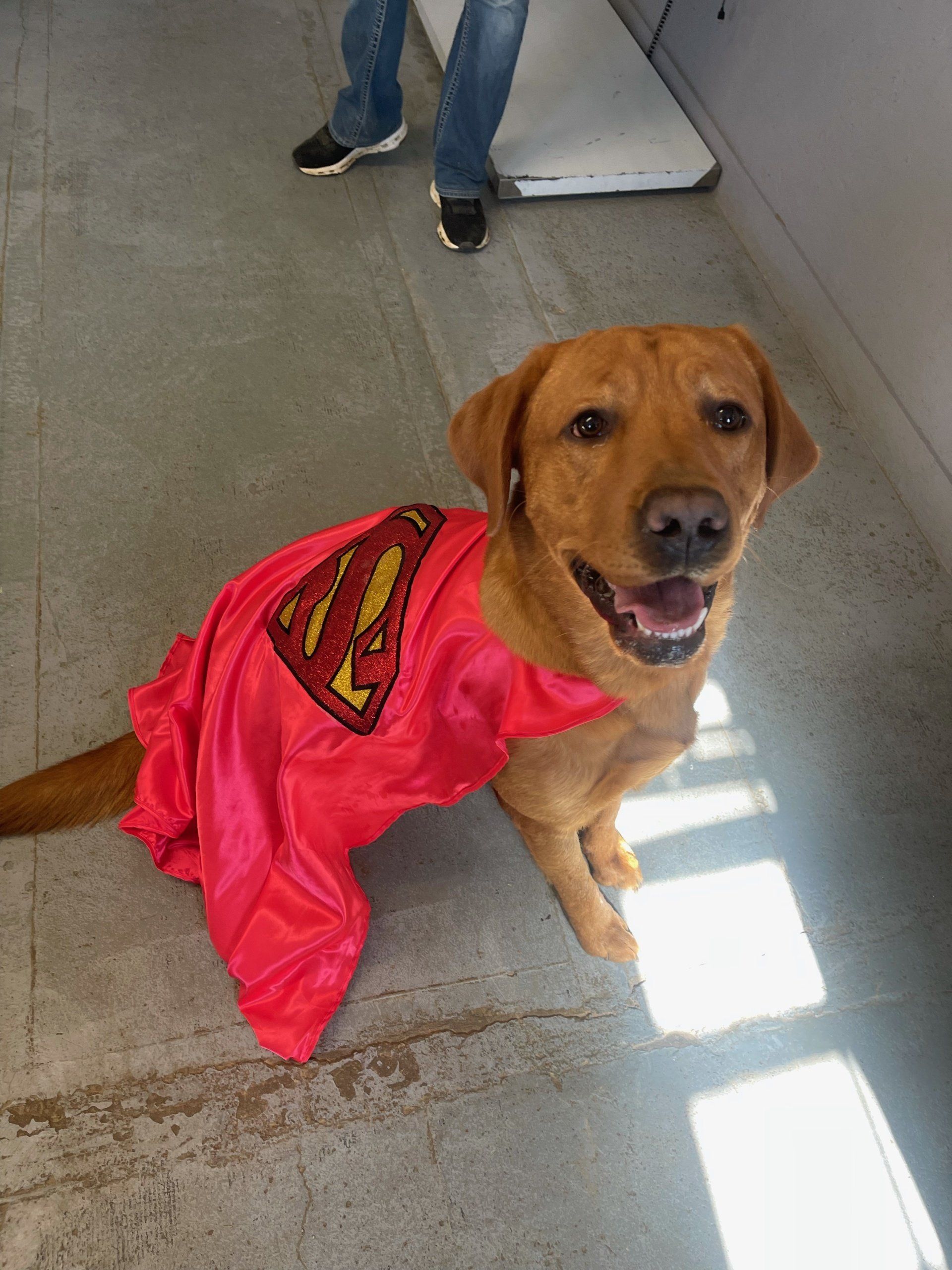 Fun Activities at River Retriever Kennels