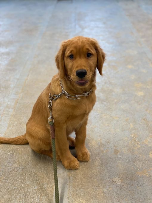 River Retriever Kennels Boarding, Daycare, Training Paducah, KY