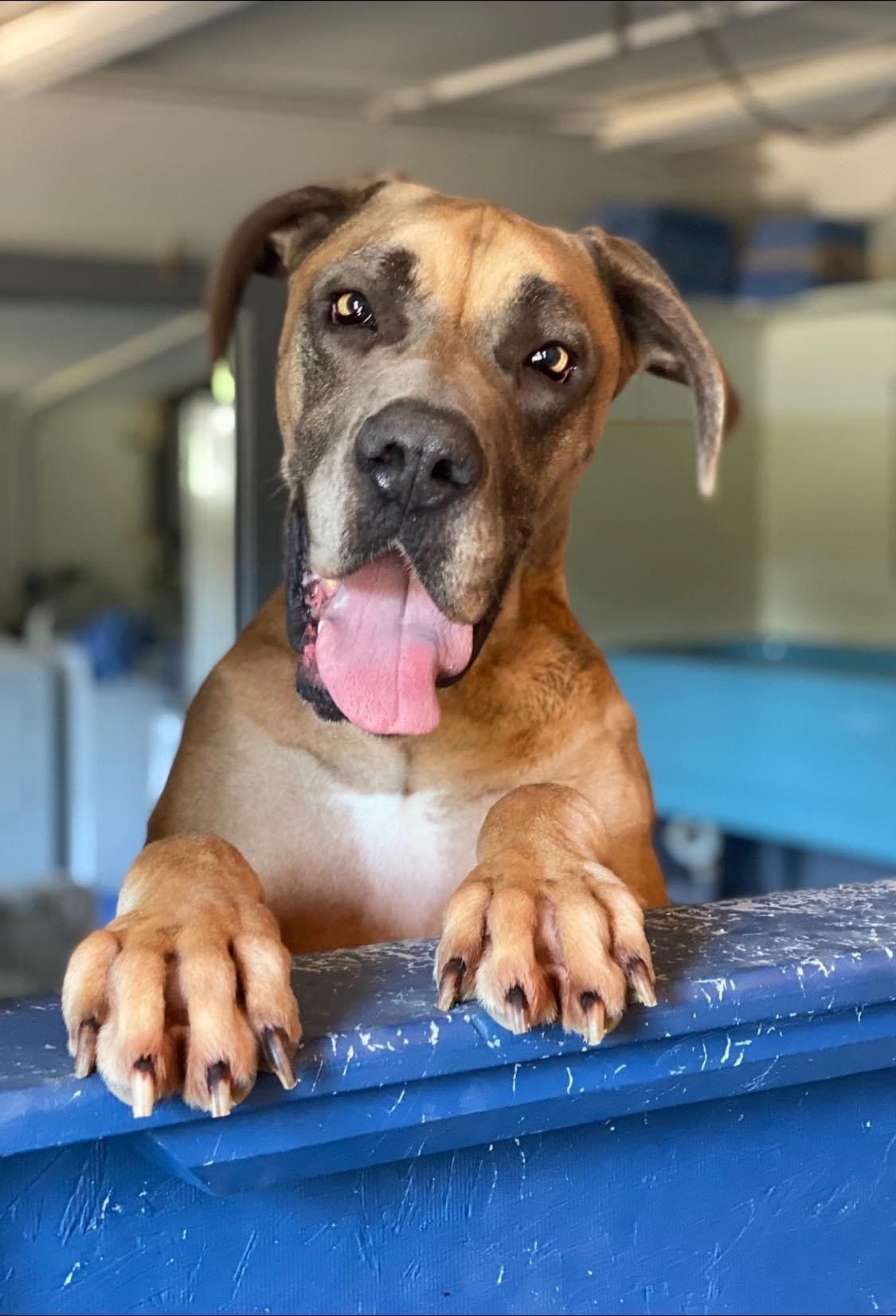 Fun Activities at River Retriever Kennels