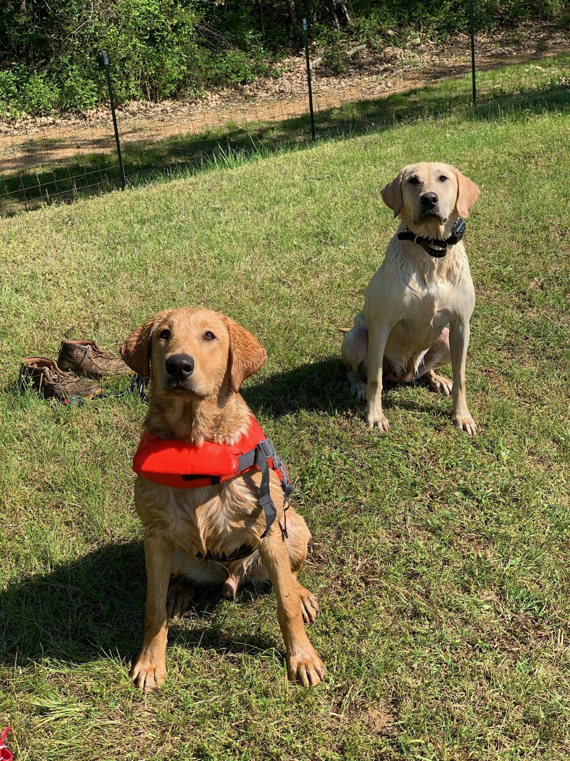 Fun Activities at River Retriever Kennels