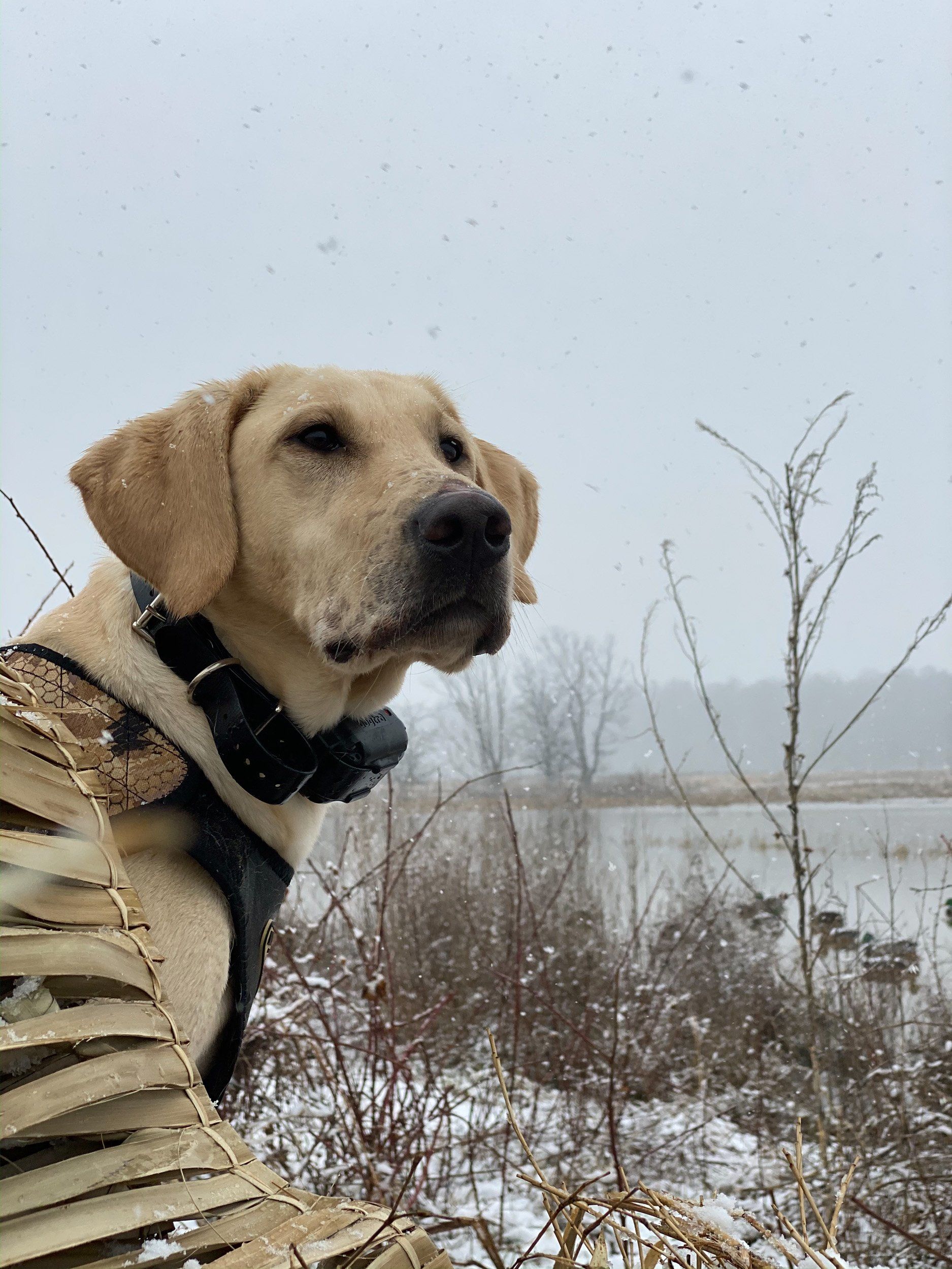 Fun Activities at River Retriever Kennels