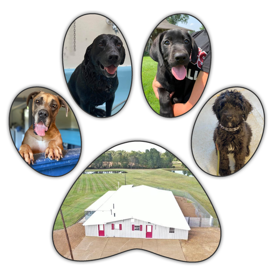 Dogs at river retriever