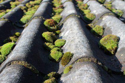 moss removal cobham, moss removal leatherhead