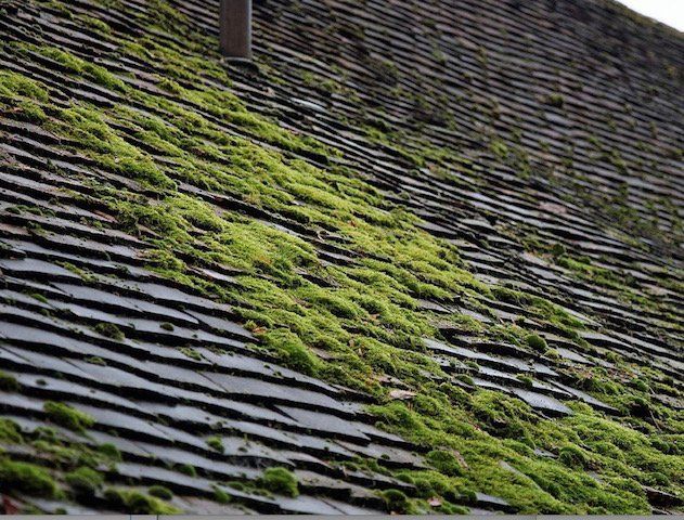 Image: Acabashi  This file is licensed under the Creative Commons Attribution-Share Alike 4.0 International license.