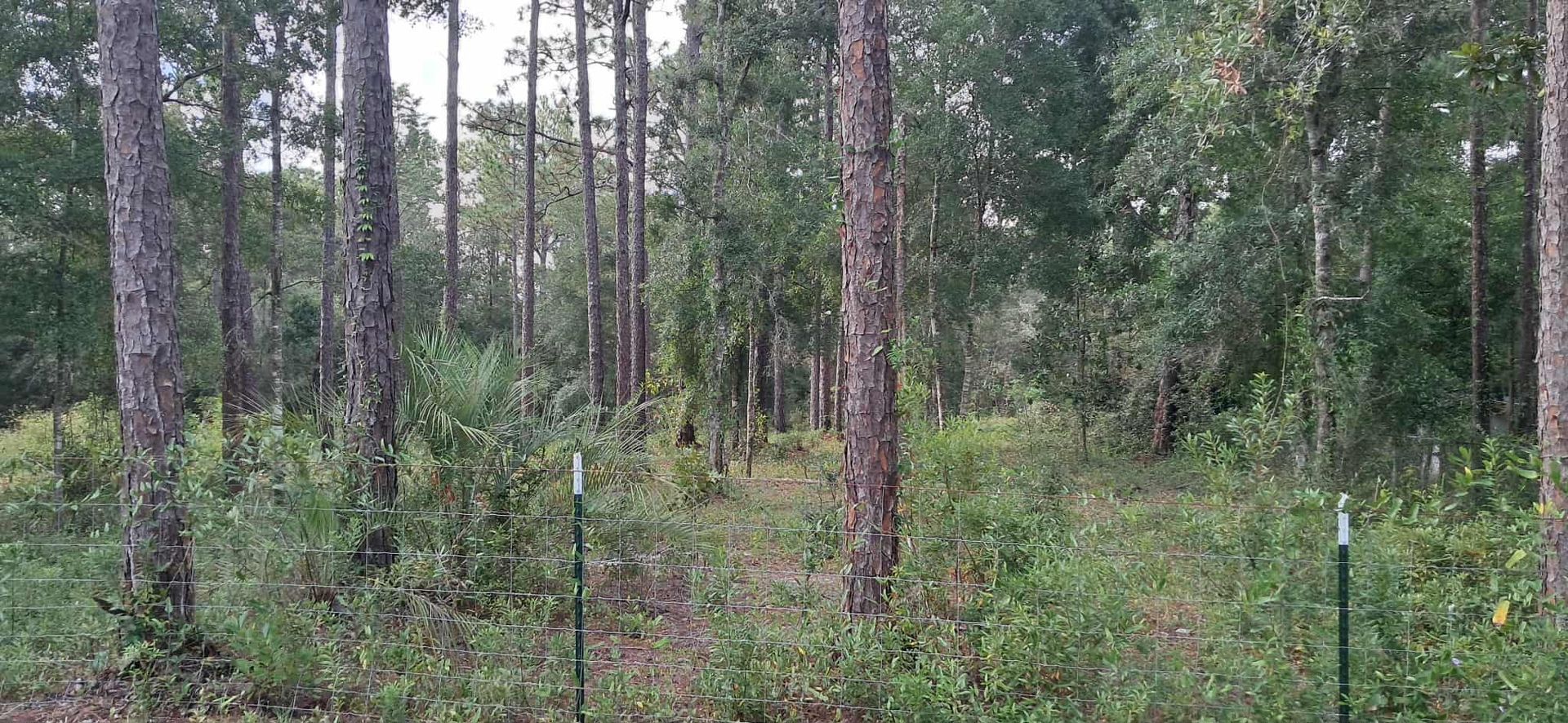 Forest scene with tall trees, green foliage, and glimpses of sky. Three fence posts are visible in the foreground.