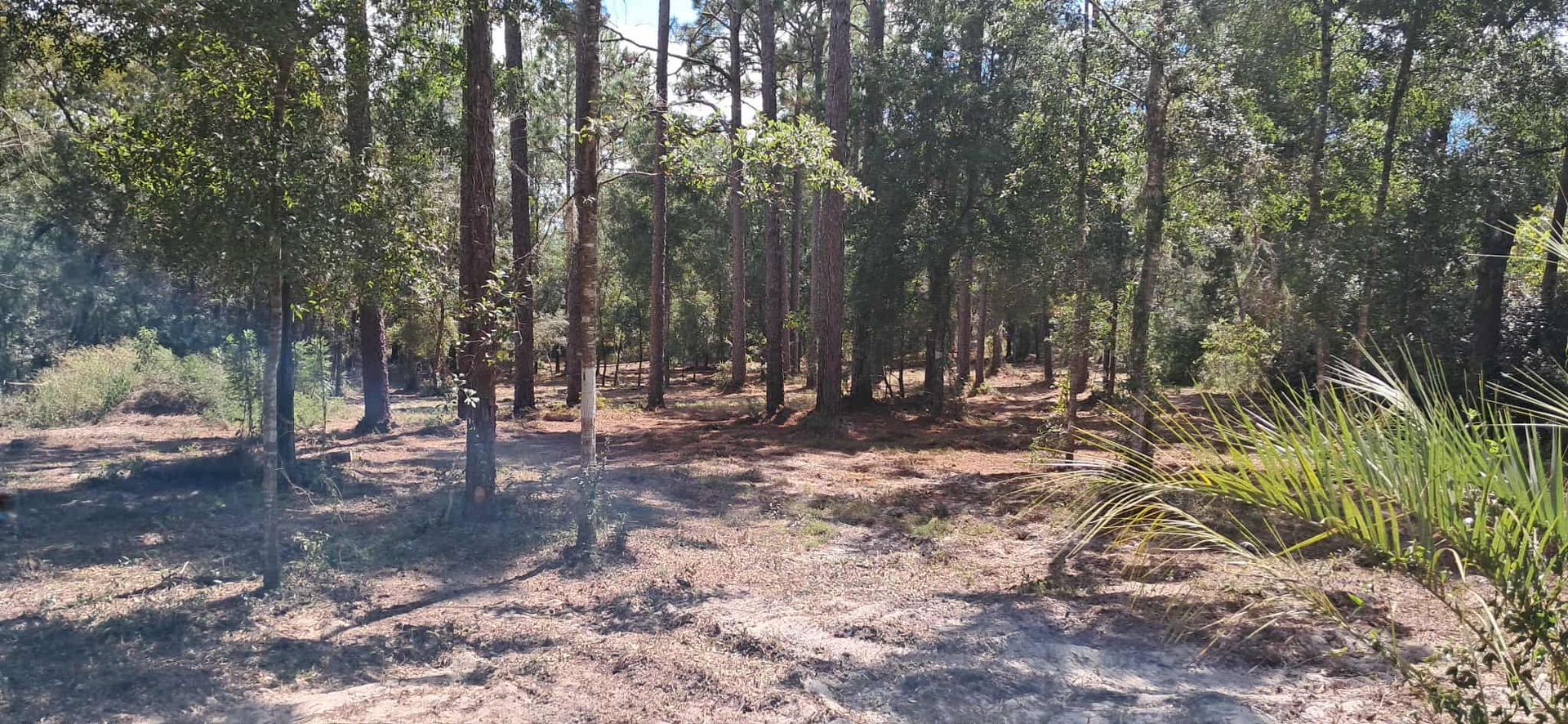 Trees in a forest, with brown ground and green foliage. Sunlight filters through the leaves.