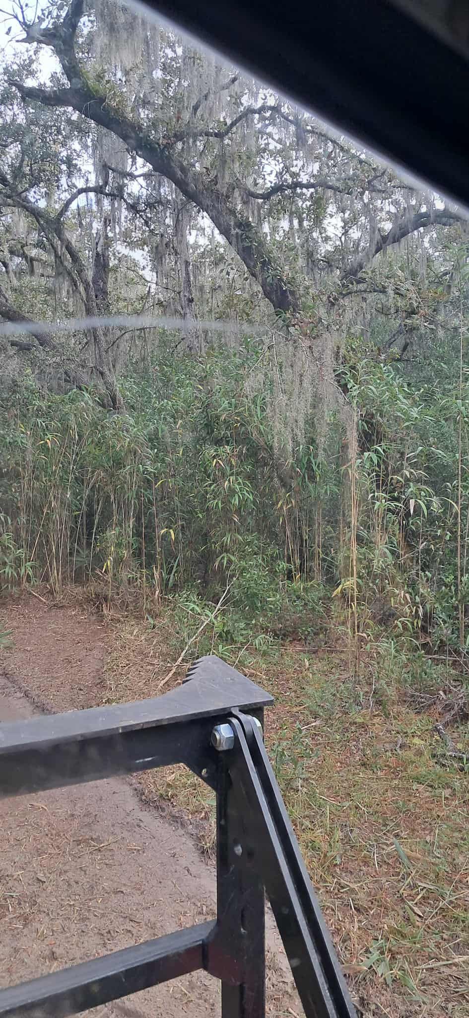 View from a vehicle window of trees and a gate.