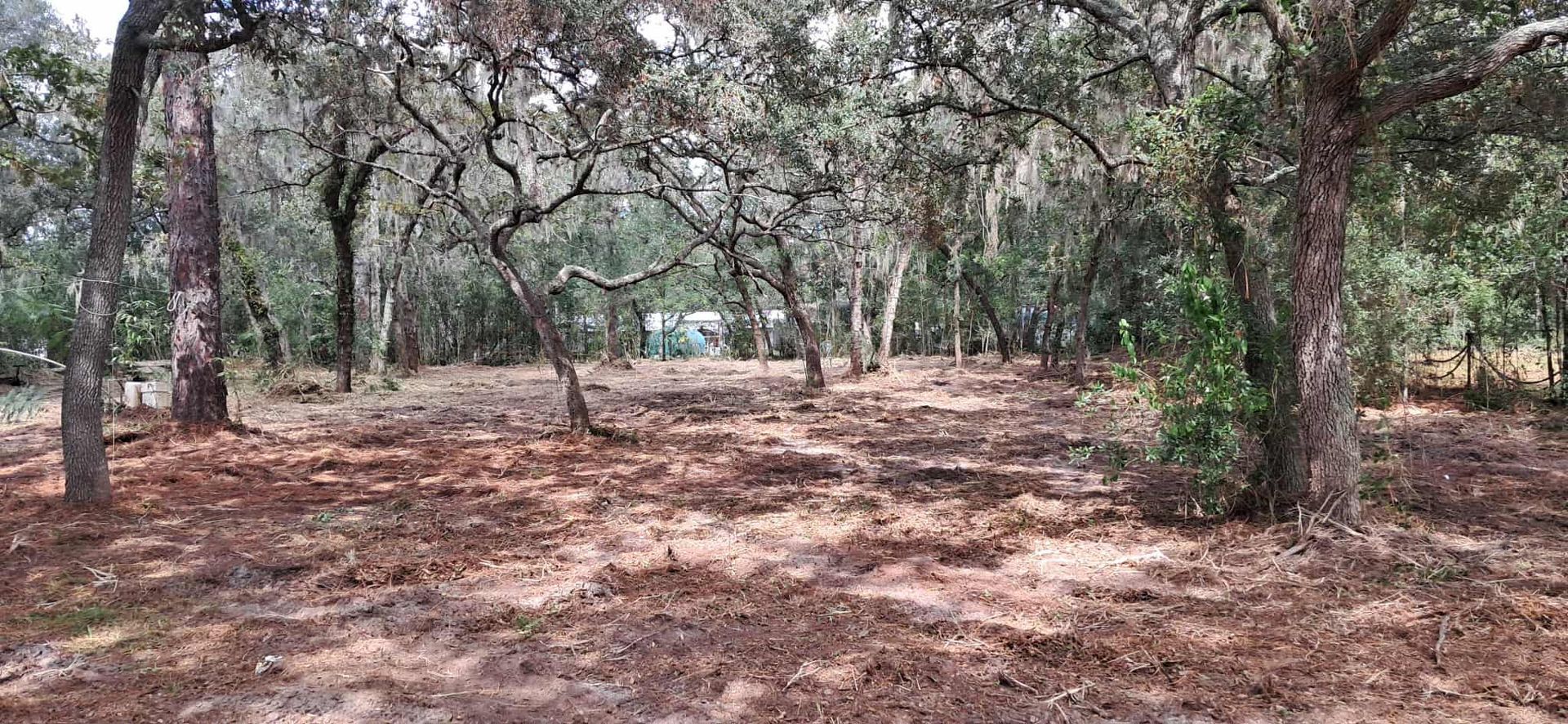 Trees in a forest with brown ground and a hint of a white structure in the distance.
