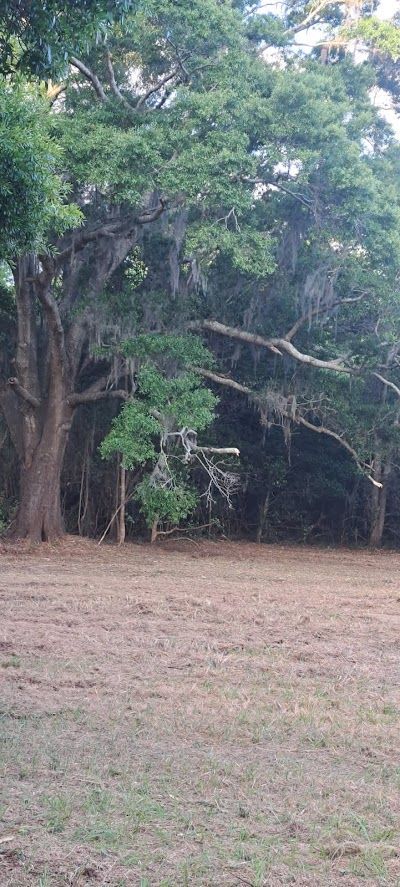 A large tree with green foliage and hanging moss, with a brown field in the foreground.