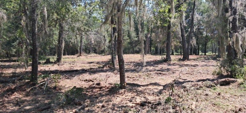 Forest scene with trees, bare ground, and Spanish moss. Sunny, daytime setting.