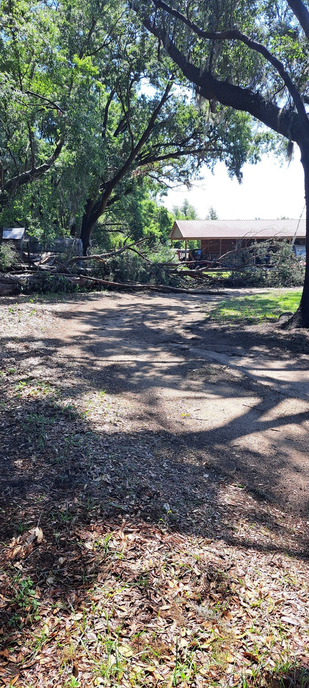 A sunny day with trees casting shadows over a yard with a house in the background.